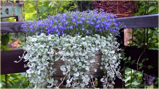 Dichondria srebrzysta wisząca