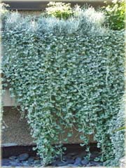 Dichondria srebrzysta wisząca
