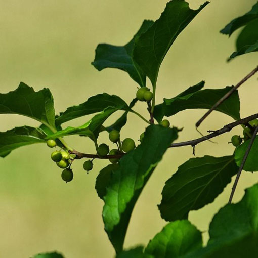Dławisz okrągłolistny, Celastrus orbiculatus