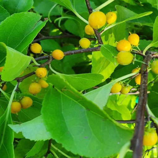 Dławisz okrągłolistny, Celastrus orbiculatus