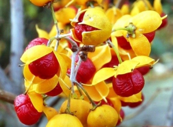 Dławisz okrągłolistny, Celastrus orbiculatus