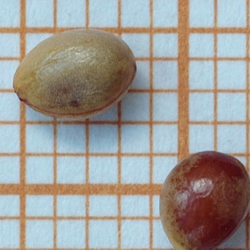 Dławisz okrągłolistny, Celastrus orbiculatus