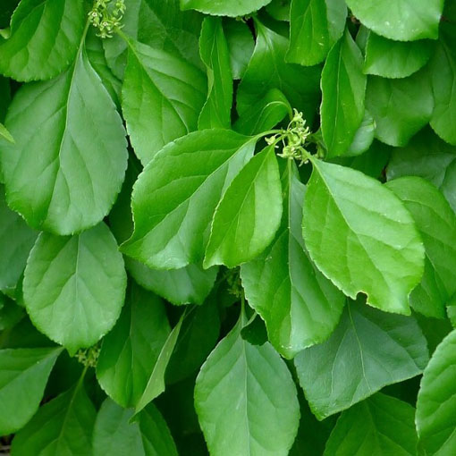 Dławisz okrągłolistny, Celastrus orbiculatus