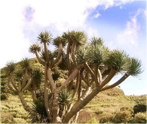 Dracena smocza doniczkowa Dragon Blood