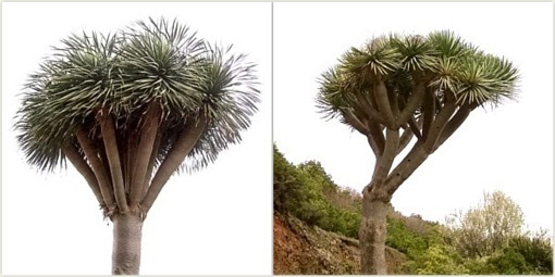 Dracena smocza doniczkowa Dragon Blood