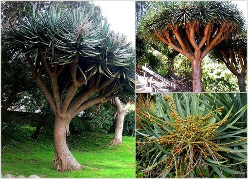 Dracena smocza doniczkowa Dragon Blood