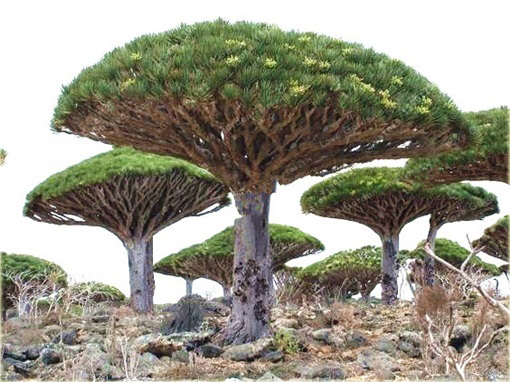 Dracena smocza doniczkowa Dragon Blood