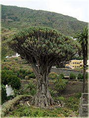 Dracena smocza doniczkowa Dragon Blood
