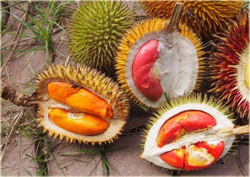 Durian właściwy, zybuczkowiec