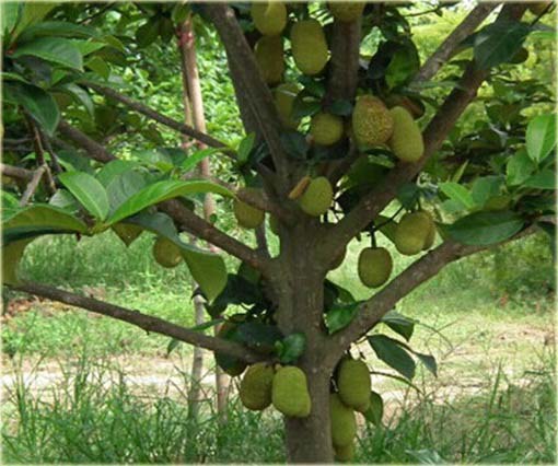 Durian właściwy, zybuczkowiec