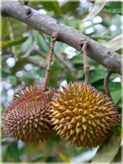 Durian właściwy, zybuczkowiec
