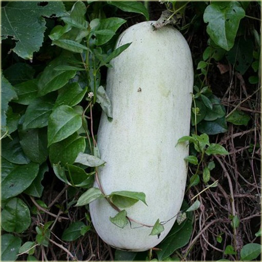 Dynia biała Jinan z Japonii jadalna