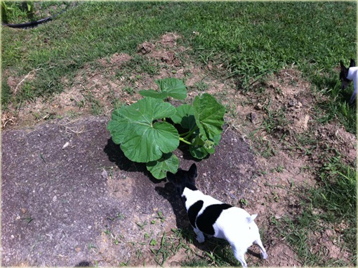 Dynia biała Jinan z Japonii jadalna