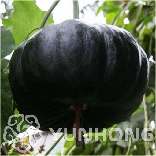 Dynia czarna