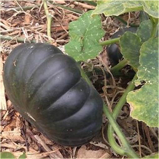 Dynia czarna