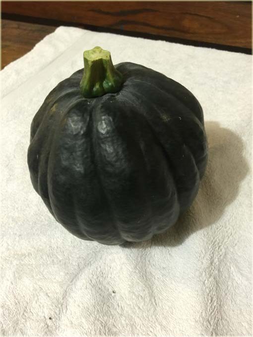 Dynia czarna