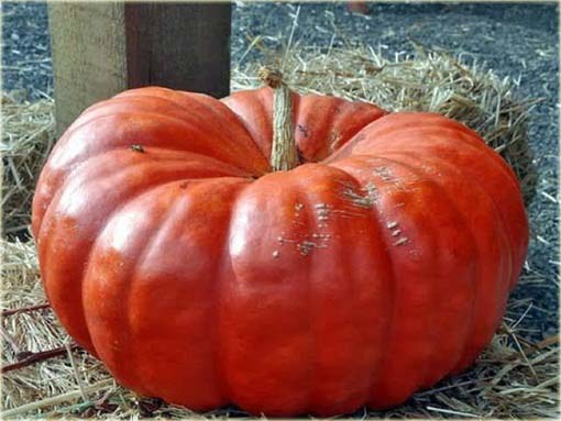 Dynia czerwona jadalna bez GMO pumpkin