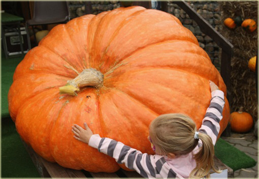 Dynia olbrzymia Gigant