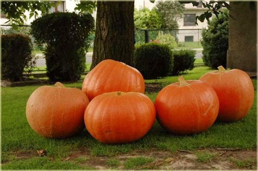 Dynia olbrzymia Gigant