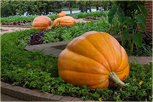 Dynia olbrzymia Gigant