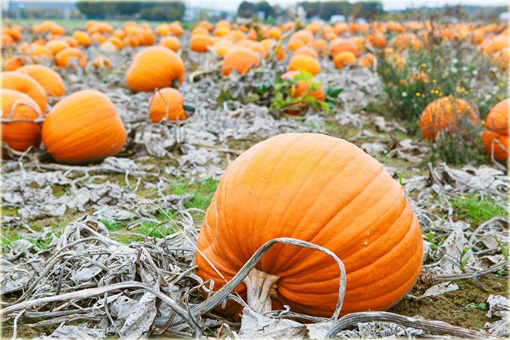 Dynia olbrzymia Gigant