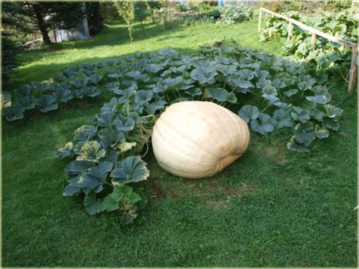 Dynia olbrzymia Gigant