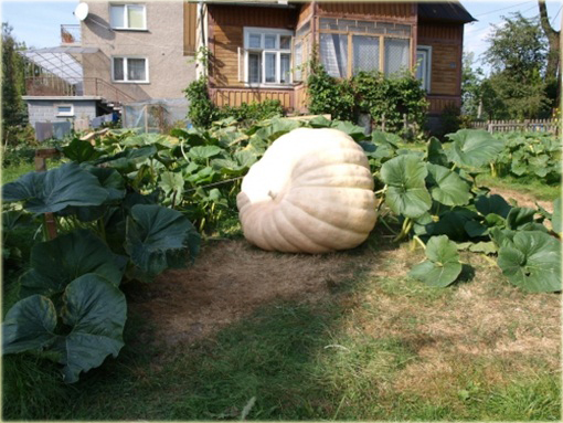 Dynia olbrzymia Gigant