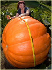 Dynia olbrzymia Gigant