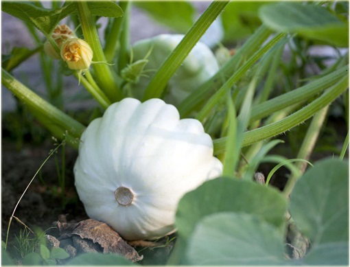 Dynia jadalna Patison biała