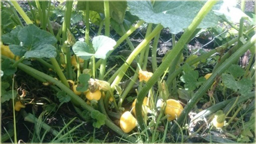 Dynia jadalna Patison biała