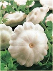 Dynia jadalna Patison biała