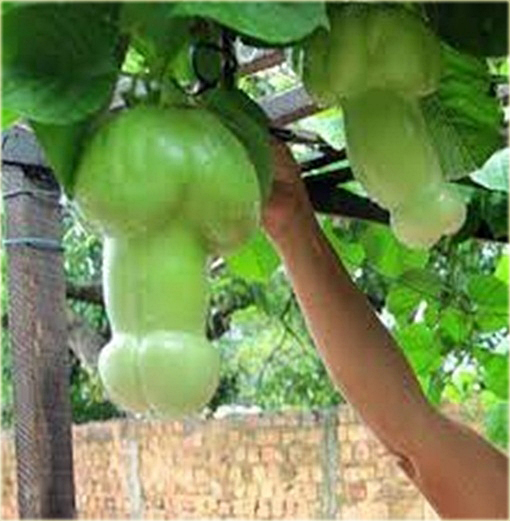 Dynia penis melon jadalny