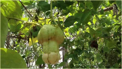 Dynia penis melon jadalny