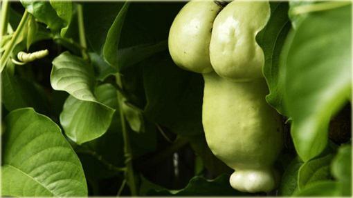 Dynia penis melon jadalny