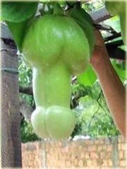 Dynia penis melon jadalny