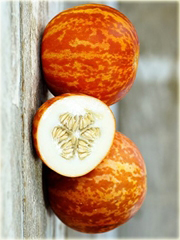 Dynia tygrysia, dygnia tygrys, melon