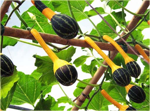 Dynia żarówka żółto-zielona ozdobna