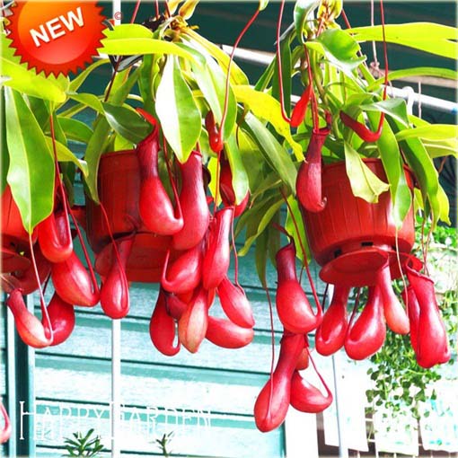 Dzbanecznik owadożerny