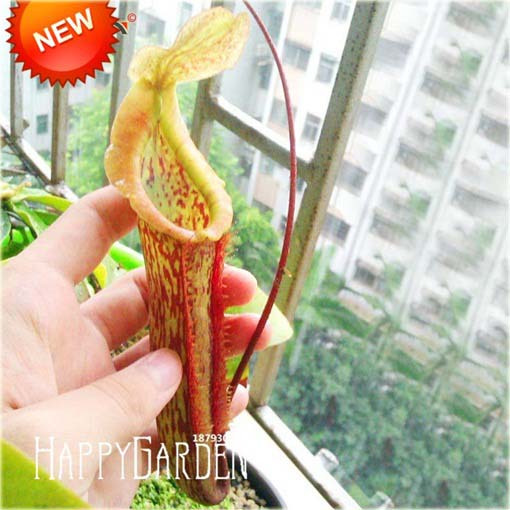 Dzbanecznik owadożerny