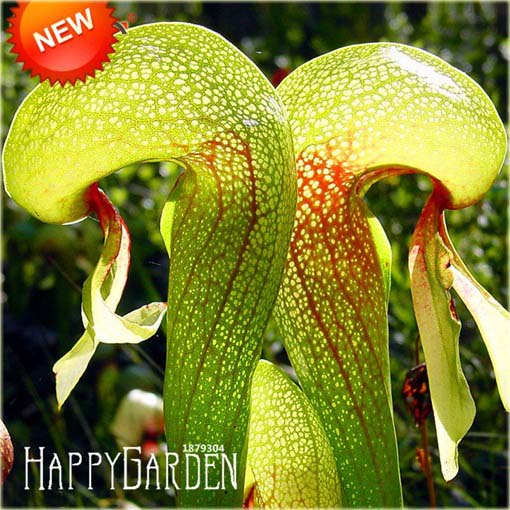 Dzbanecznik owadożerny