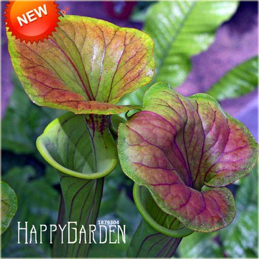 Dzbanecznik owadożerny