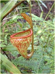 Dzbanecznik owadożerny