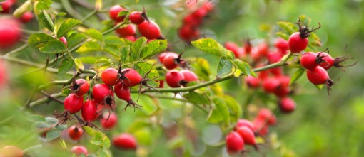 Nasiona Róża dzika drobna różowa, Rosa canina