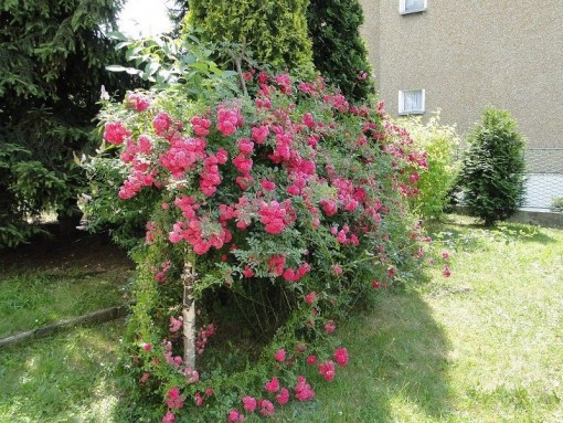 Nasiona Róża dzika drobna różowa, Rosa canina