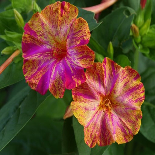 Dziwaczek jalapa paskowany, Mirabilis jalapa - mieszanka w paski