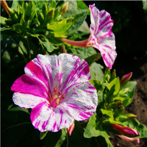 Dziwaczek jalapa paskowany, Mirabilis jalapa - mieszanka w paski