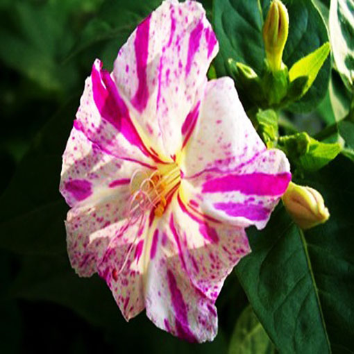 Dziwaczek jalapa paskowany, Mirabilis jalapa - mieszanka w paski