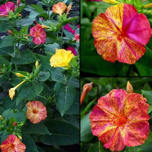 Dziwaczek jalapa paskowany, Mirabilis jalapa - mieszanka w paski