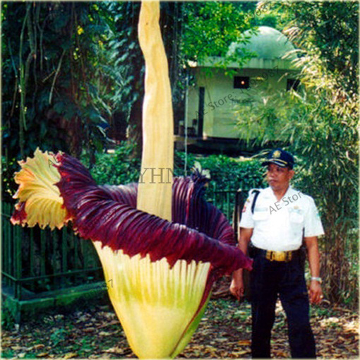 Dziwidło olbrzymie największy kwiat świata! Putrella