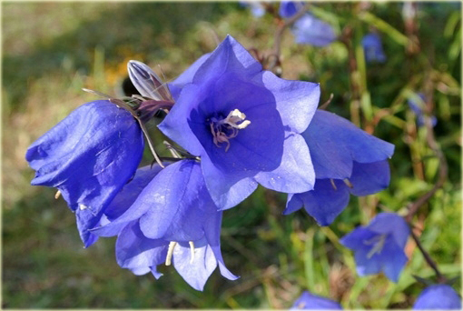 Dzwonek ogrodowy niebieski